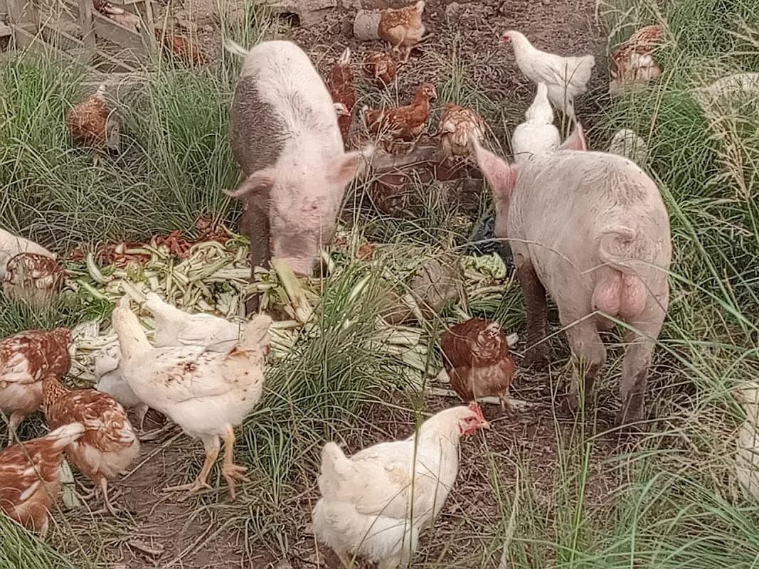 Ngoxo Poultry and Piggery Family Production in Mthatha CBD