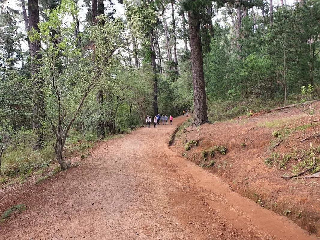 Newlands Forest in Newlands