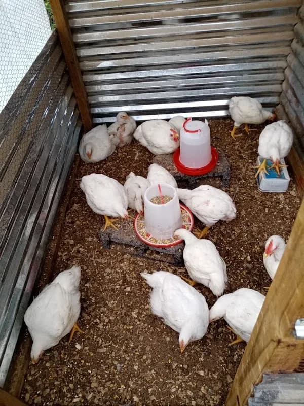 Premium Gold Poultry in Umlazi