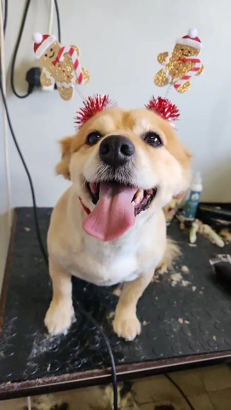 Bubbles Pet Grooming in Strand