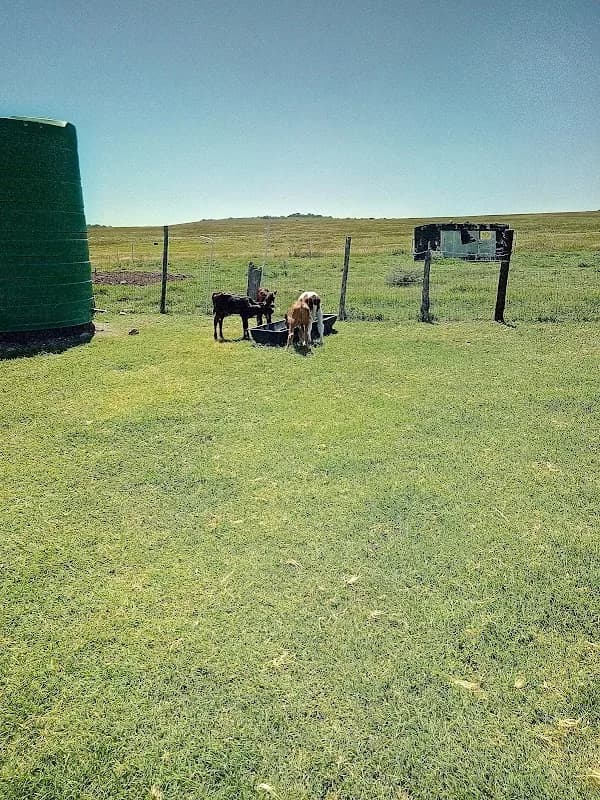 Edan Grow farm in Centurion