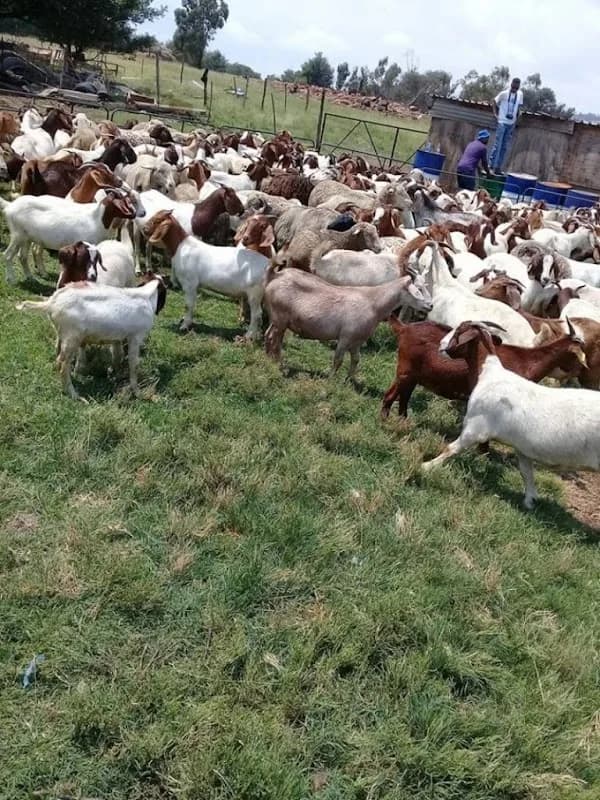 Mandla Live Stock Farm in Upington CBD