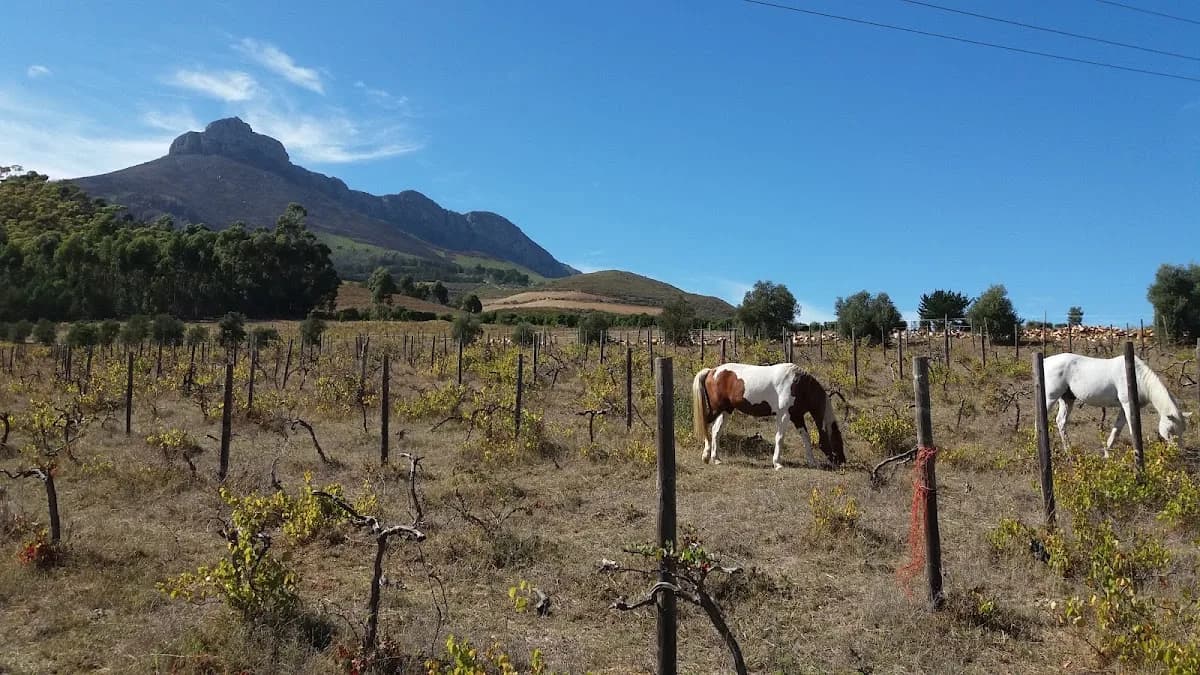 Rozendal Farm in Kayamandi