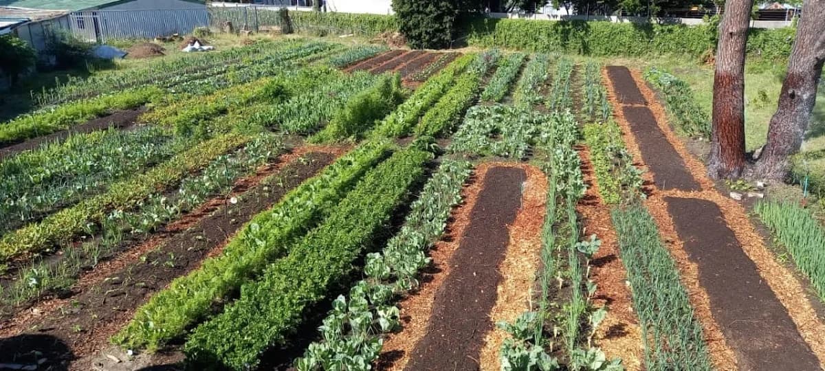 Urban Grow growth in Wynberg