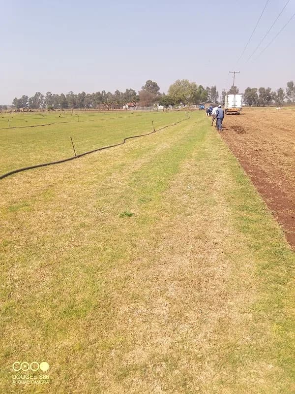 FARM in the VELD in Krugersdorp CBD