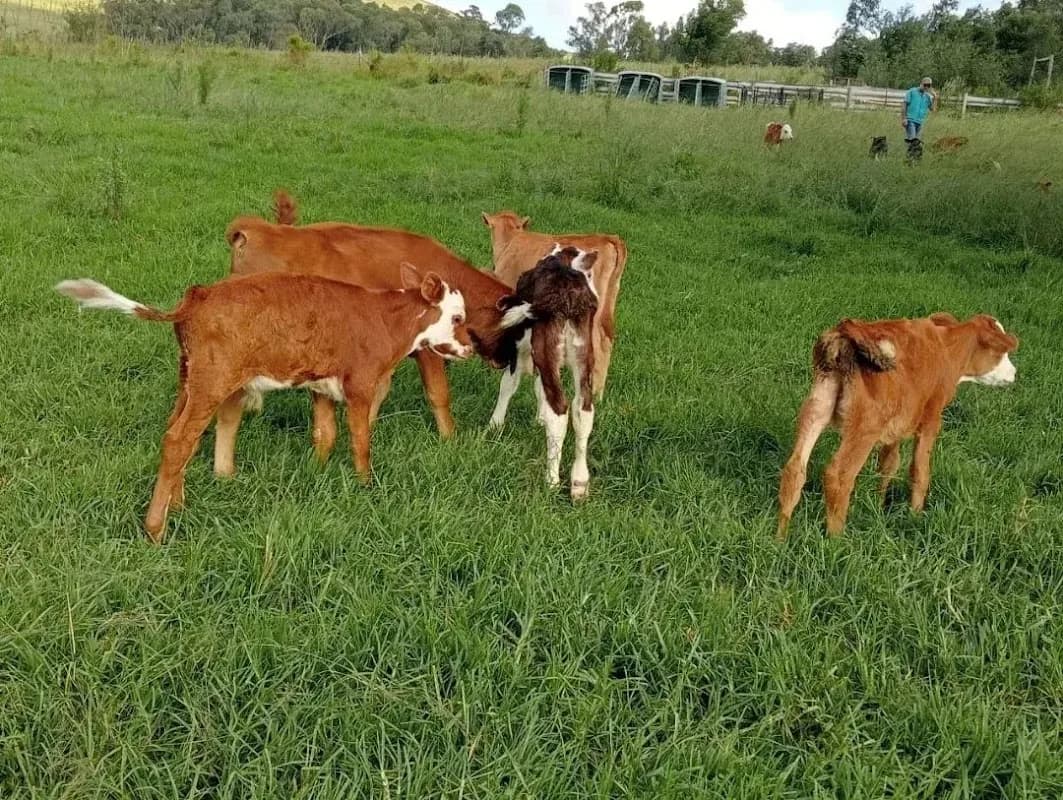 Regina Ven livestock Poultry in Rustenburg CBD