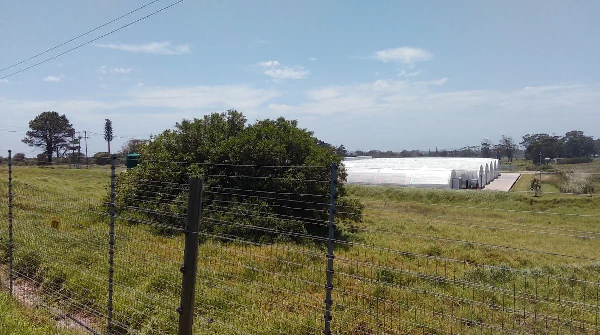 Snowcap Mushrooms in Gqeberha CBD