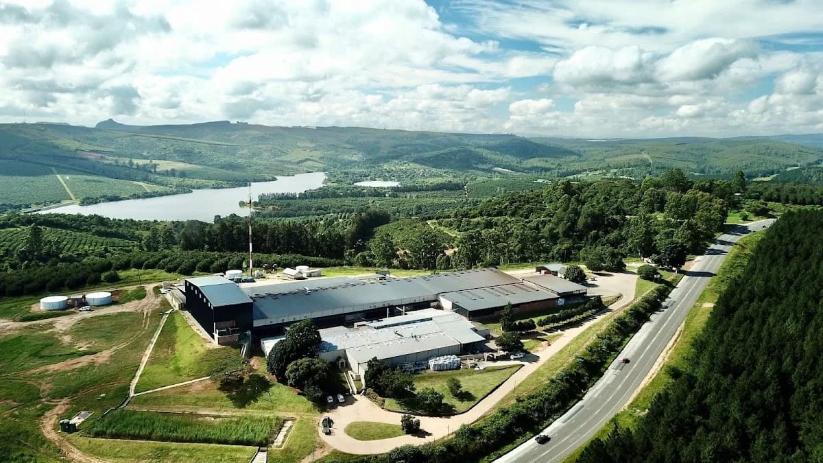 Green Farms Nut Company, Mpumalanga Macadamia Processing Factory in White River CBD