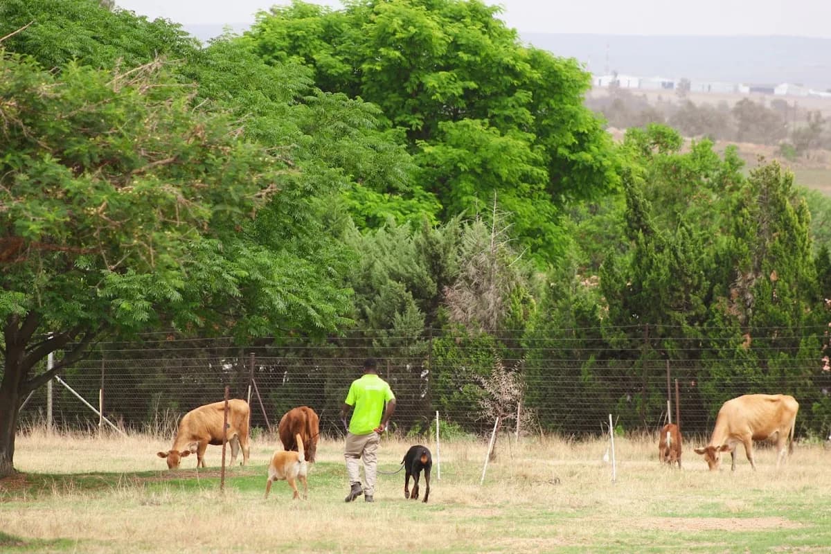 Farm Girls & Tiny Town Doggy Daycare and Boarding Kennel - Fourways in Fourways