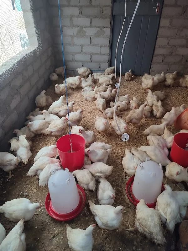 Tshepline chickens in Seshego