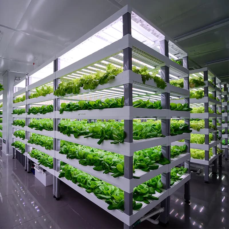 Macaé Farms® in Chatsworth