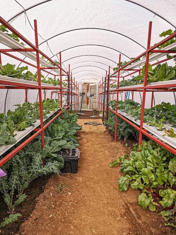 Salaam Foundation / Farm in the City in Johannesburg CBD