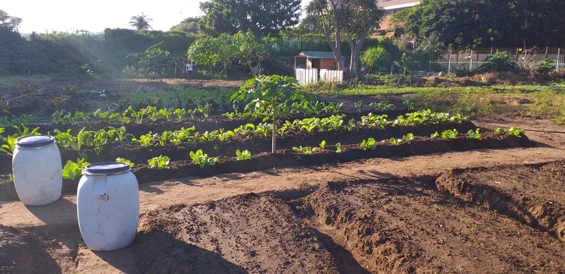 Sisonke City Farm in Durban CBD