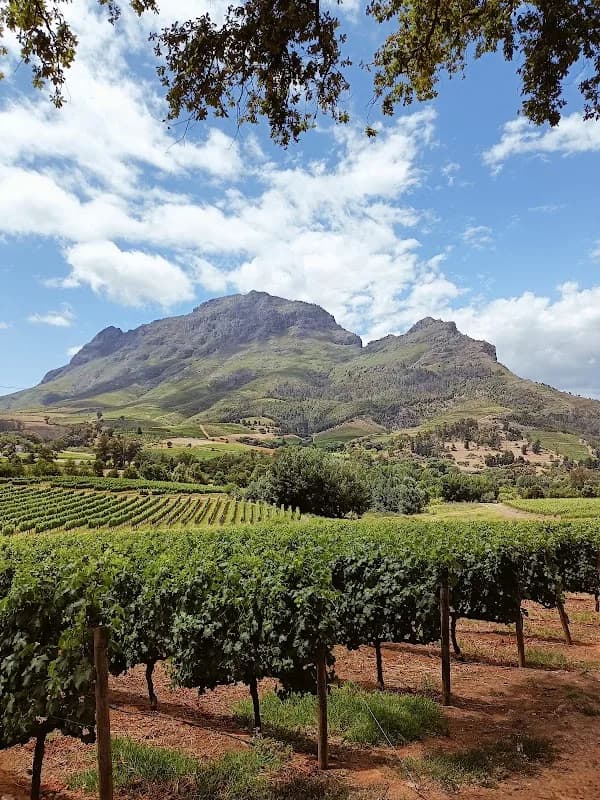 Cape Fine Wine Tours in Rondebosch