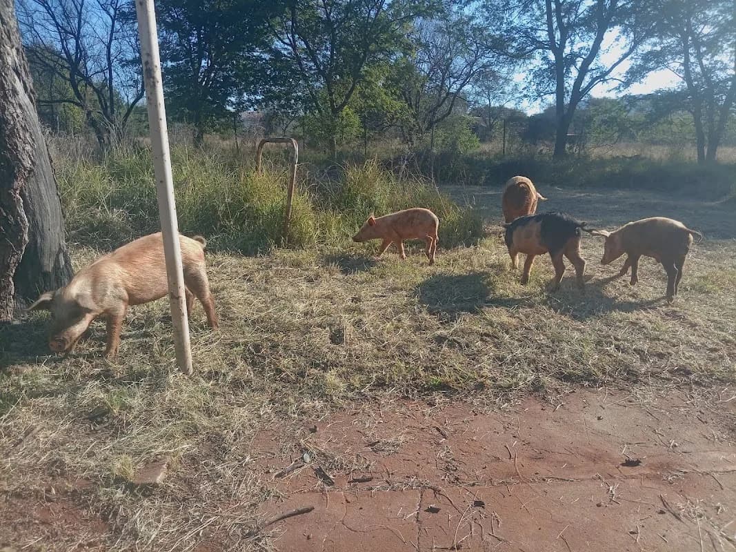 Buffalo Farming & Projects in Safari Extension