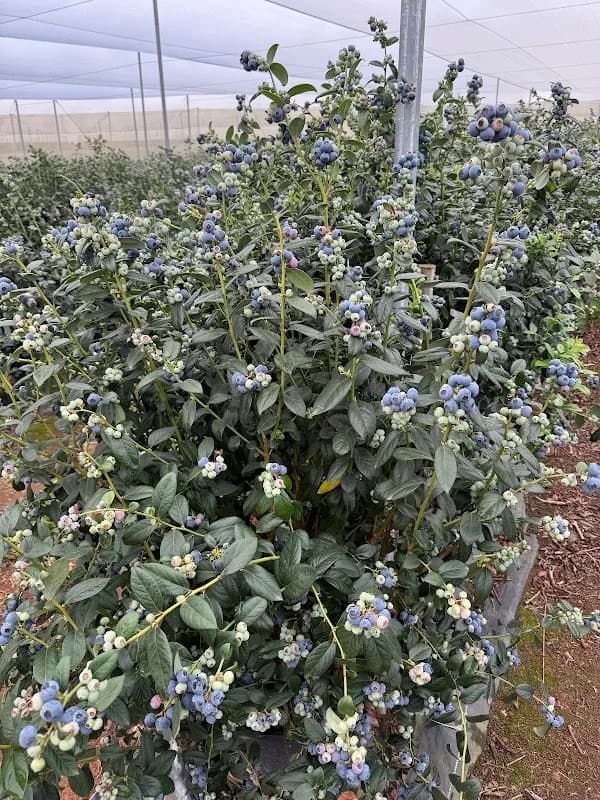 Ralindo 40 - White River Blueberries in White River