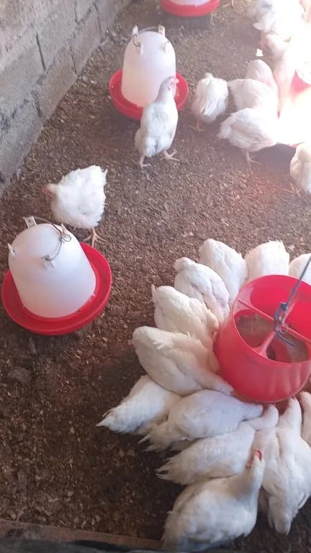 Makanatleng poultry farm in Del Judor