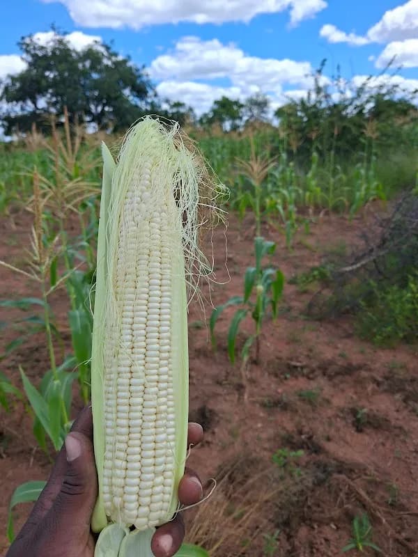 Ntomeni Crop and livestock pty ltd in Tzaneen CBD