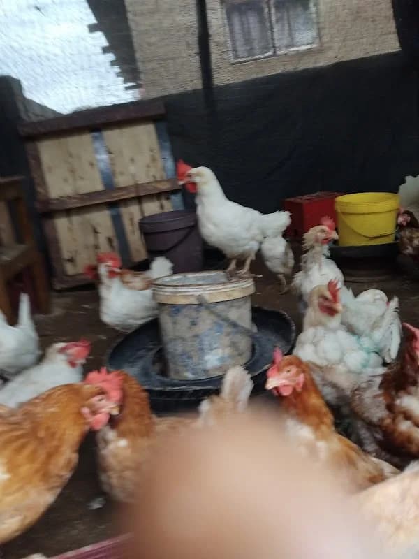 LEAGO 'S LITTLE POULTRY FARM ✨️ in Arcadia