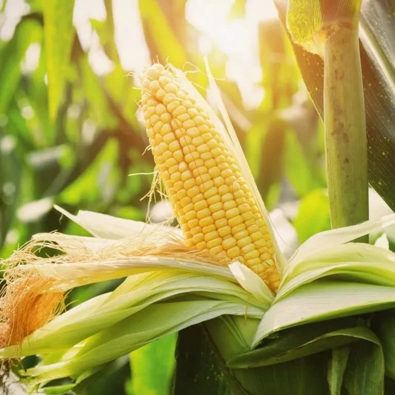 Monsanto South Africa (Pty) Ltd in Fourways