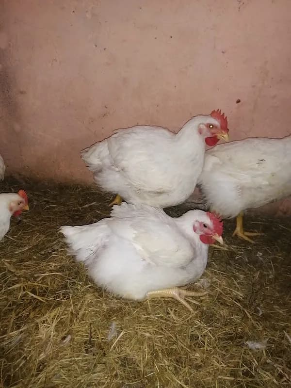 Dihwai Poultry Project in Tshiame
