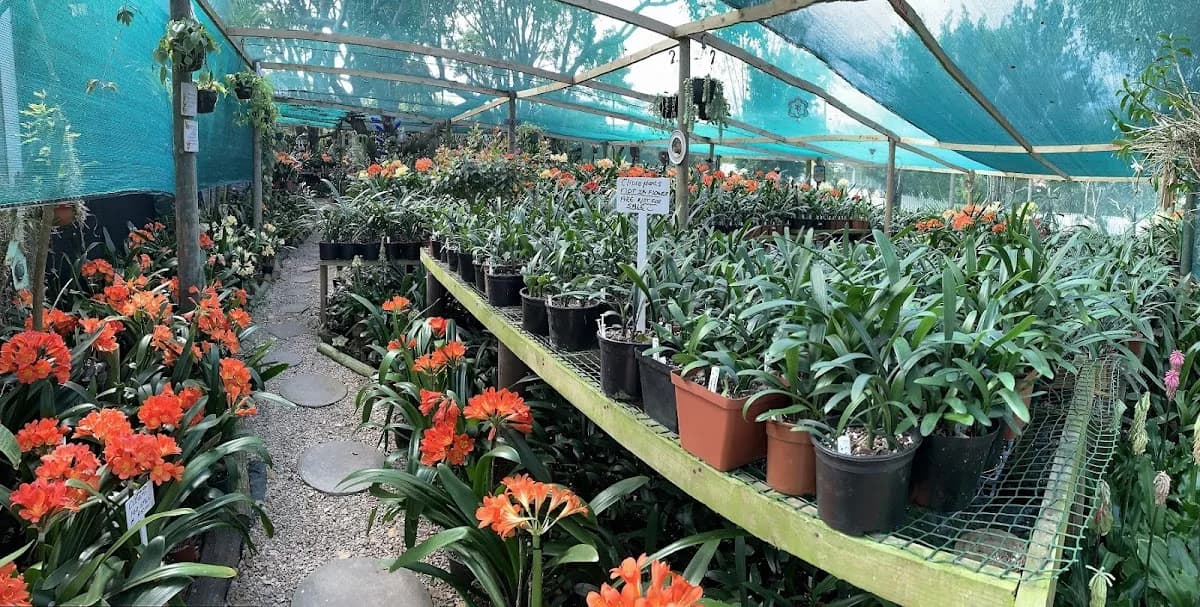 Utopia Clivias in Sedgefield