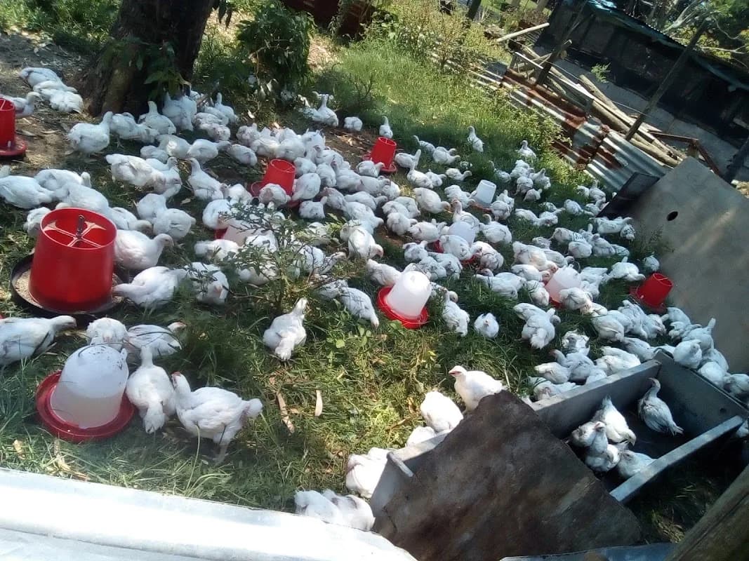 iDaymane Farming in Empangeni