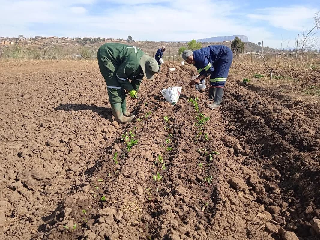 MTHN Farming Enterprise in Phuthaditjhaba CBD