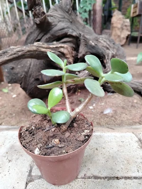 Rooted in Nature in Marapong