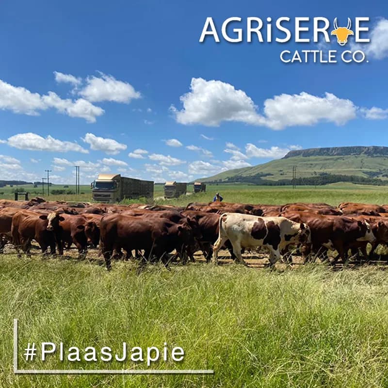 Agriserve Holdings in Baillie Park