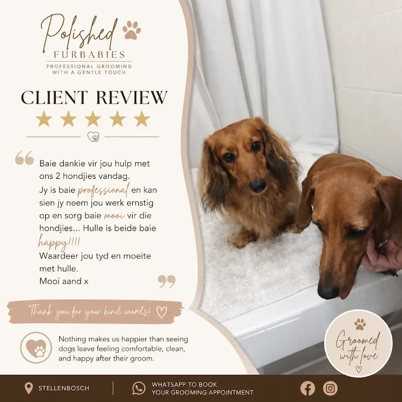 Polished Furbabies in Die Boord