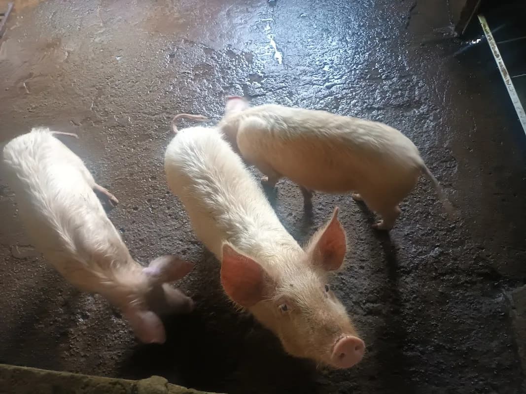 Bj Pigs farming enterprise in Empangeni