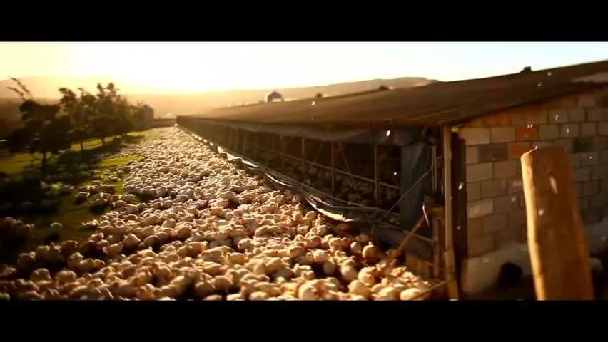 Elgin Free Range Chickens (Garden Route Distribution Centre) in Heatherlands