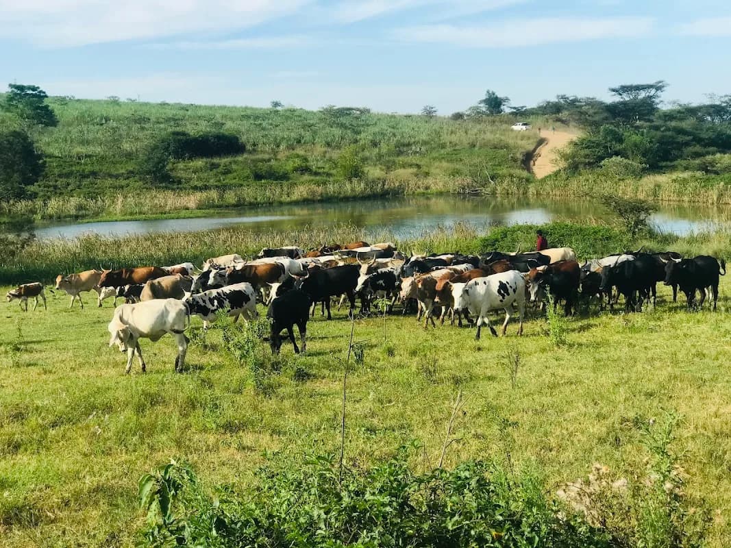 Othandweni Farm in Northdale