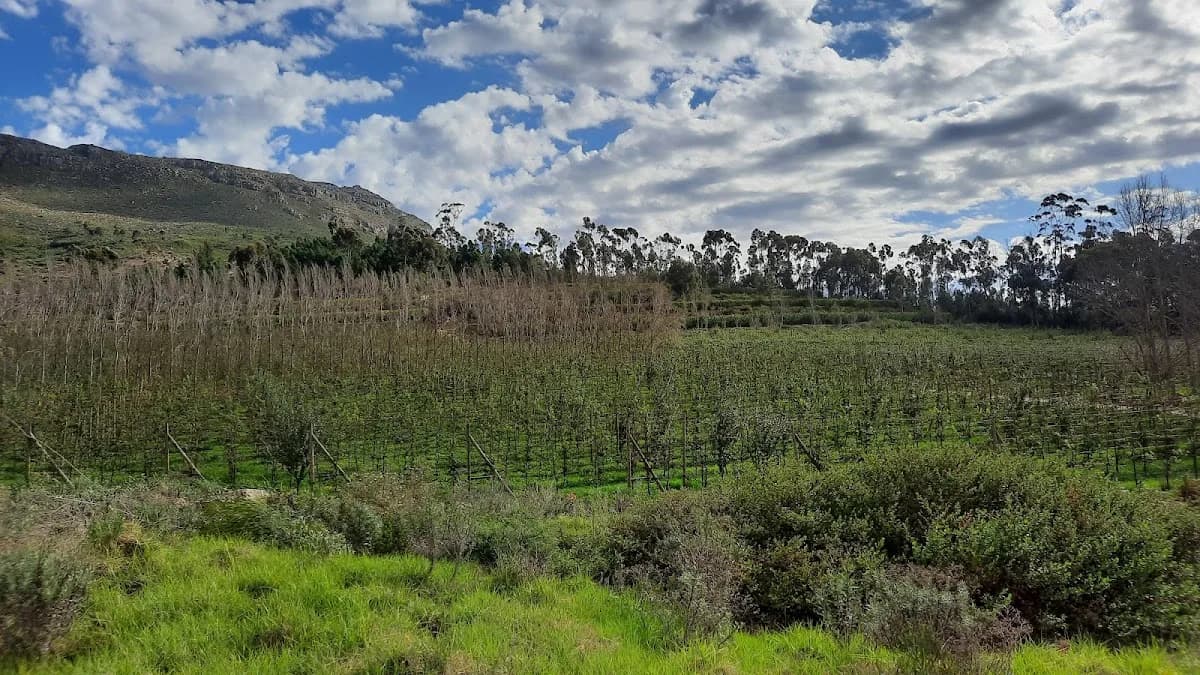 Mount Joy Farms in Kayamandi