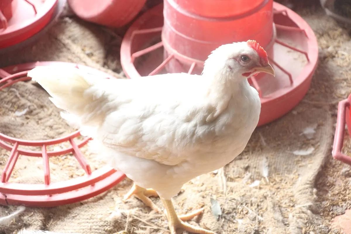 Lily's Farm & Market in Kempton Park
