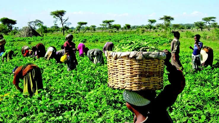 Urban Growers Nigeria limited in Garki Area 8