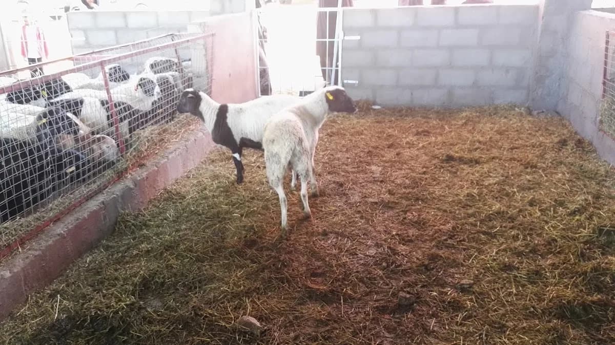 Kadwa's Livestock and Poultry in Umlazi