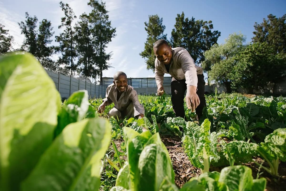 S & M Eco-Farming (Pty) Ltd in Kayamandi