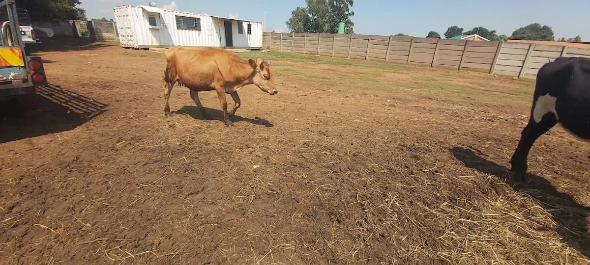 KwaMkhulu Livestock in Del Judor