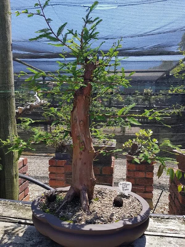 Pygmy Bonsai Nursery in Wilderness