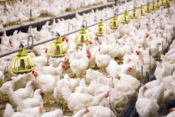Lam poultry faming in Dobsonville