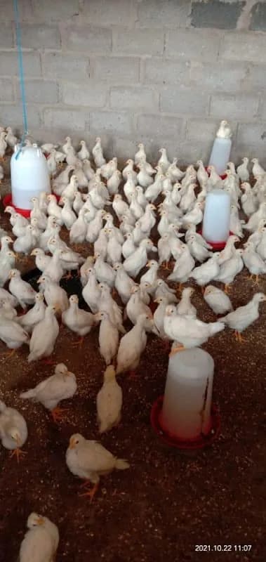 BLESSED FARM PRODUCTION in Pietermaritzburg CBD