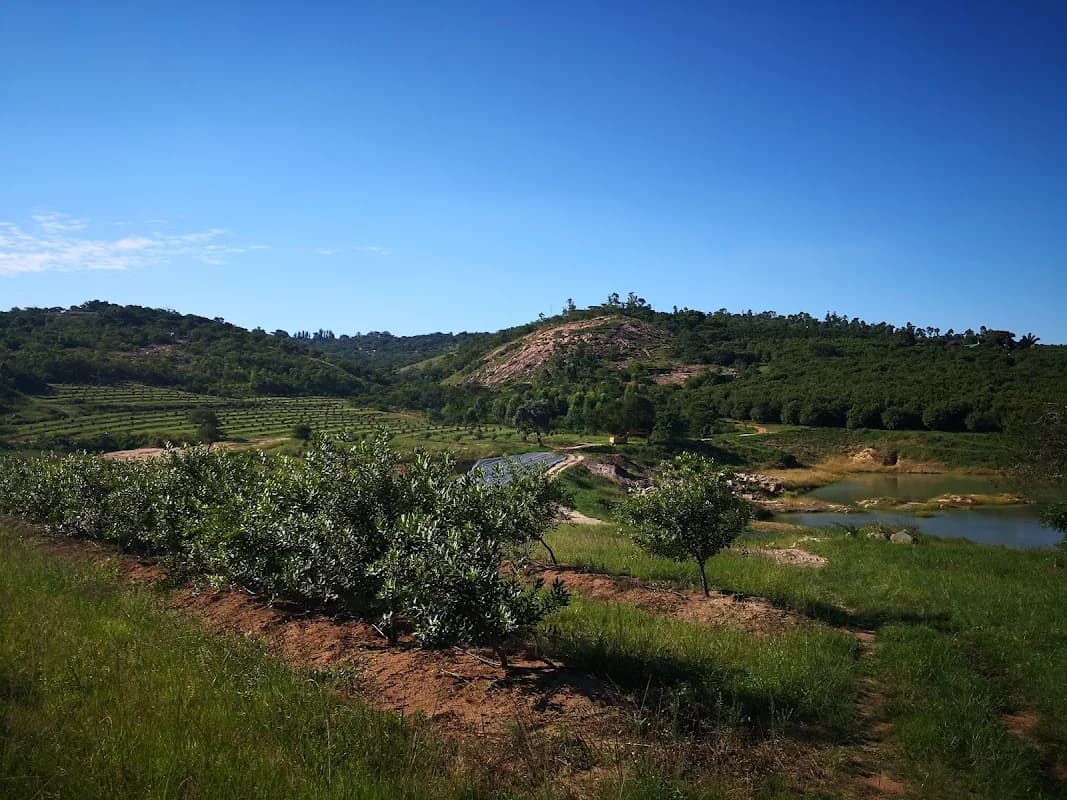 Macvue Farms in Nelspruit CBD