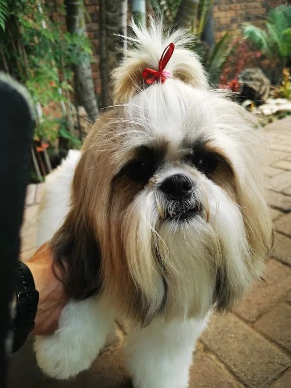 Martie se Honde Salon/ Doggy Parlour in Rustenburg CBD