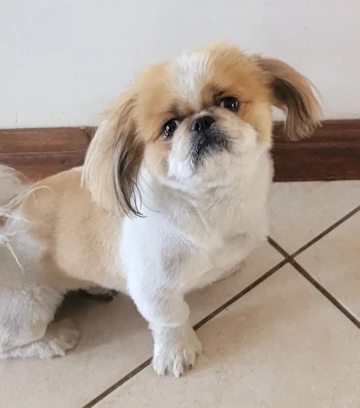 Punk Pooch Doggy Parlour in Rustenburg CBD