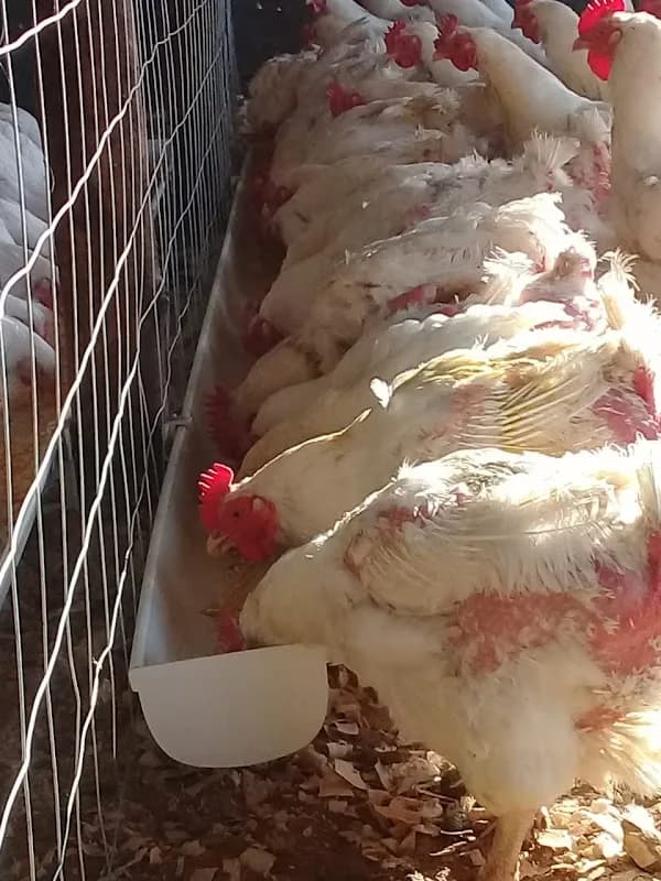 Waterloo poultry and egg farm in Phoenix