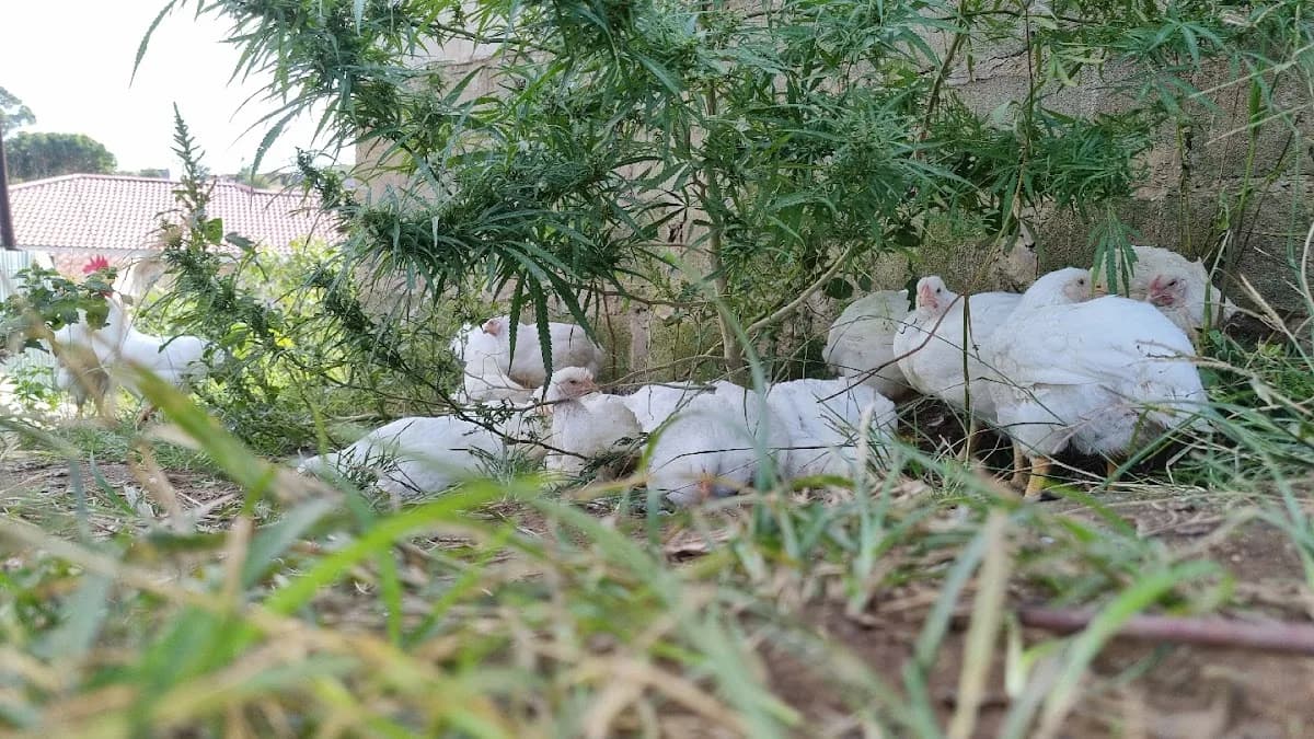 Nhlolwethu farm in Umlazi