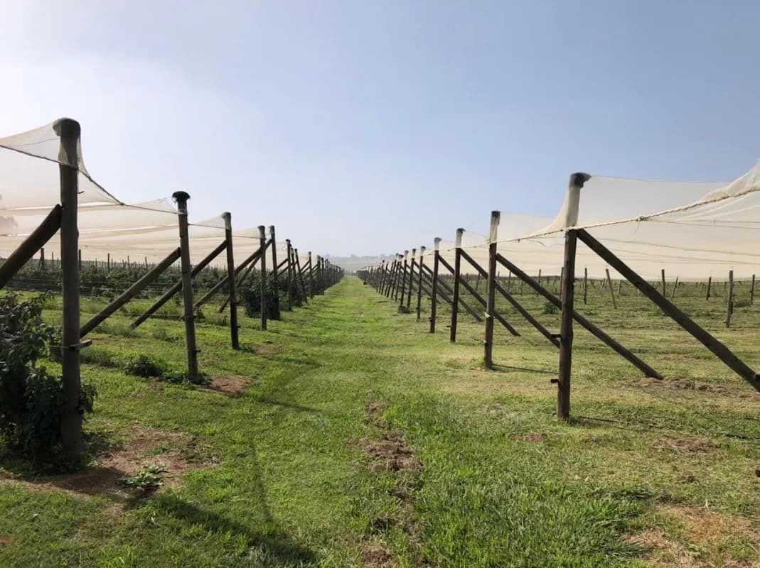 The Field Berry Farm in Braamfontein