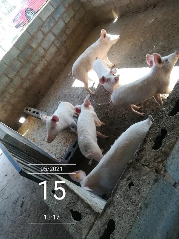 Yekani Farming (Pty) Ltd in Cambridge East